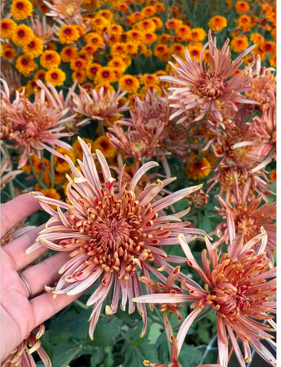 A close u of Seaton's Coffee heirloom chrysanthemums. Long lasting fall blooms. Great for disbud.