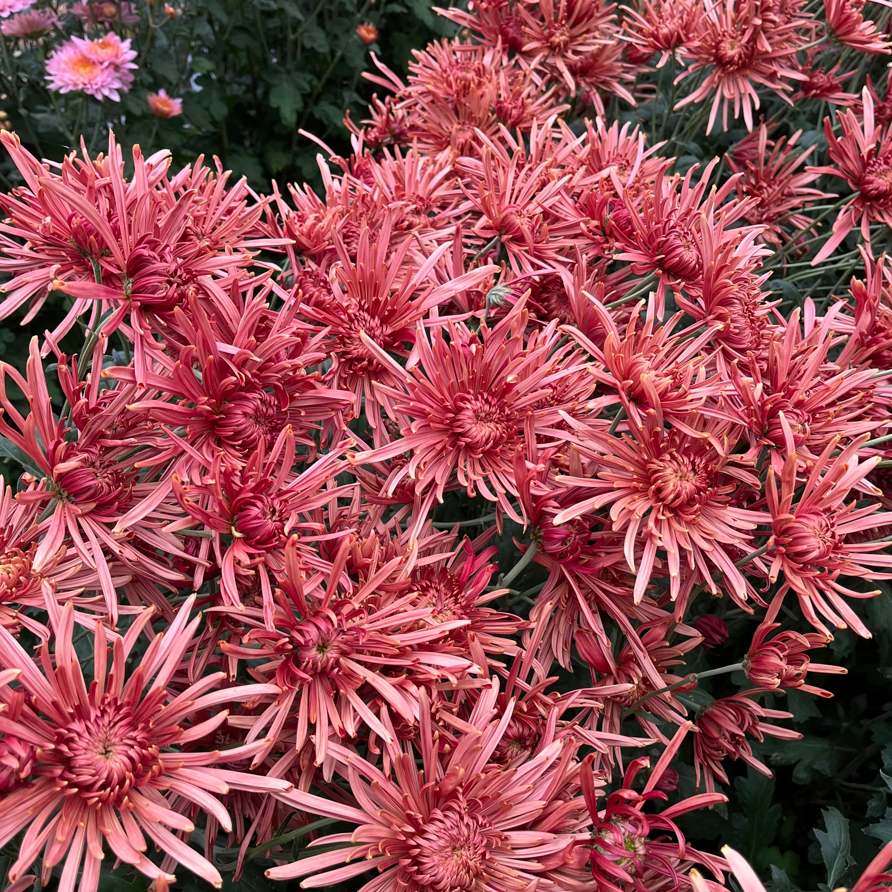 Red Seaton's Coffee heirloom mums in the tunnel before harvest. Long lasting cut flowers. Bloom in the fall.