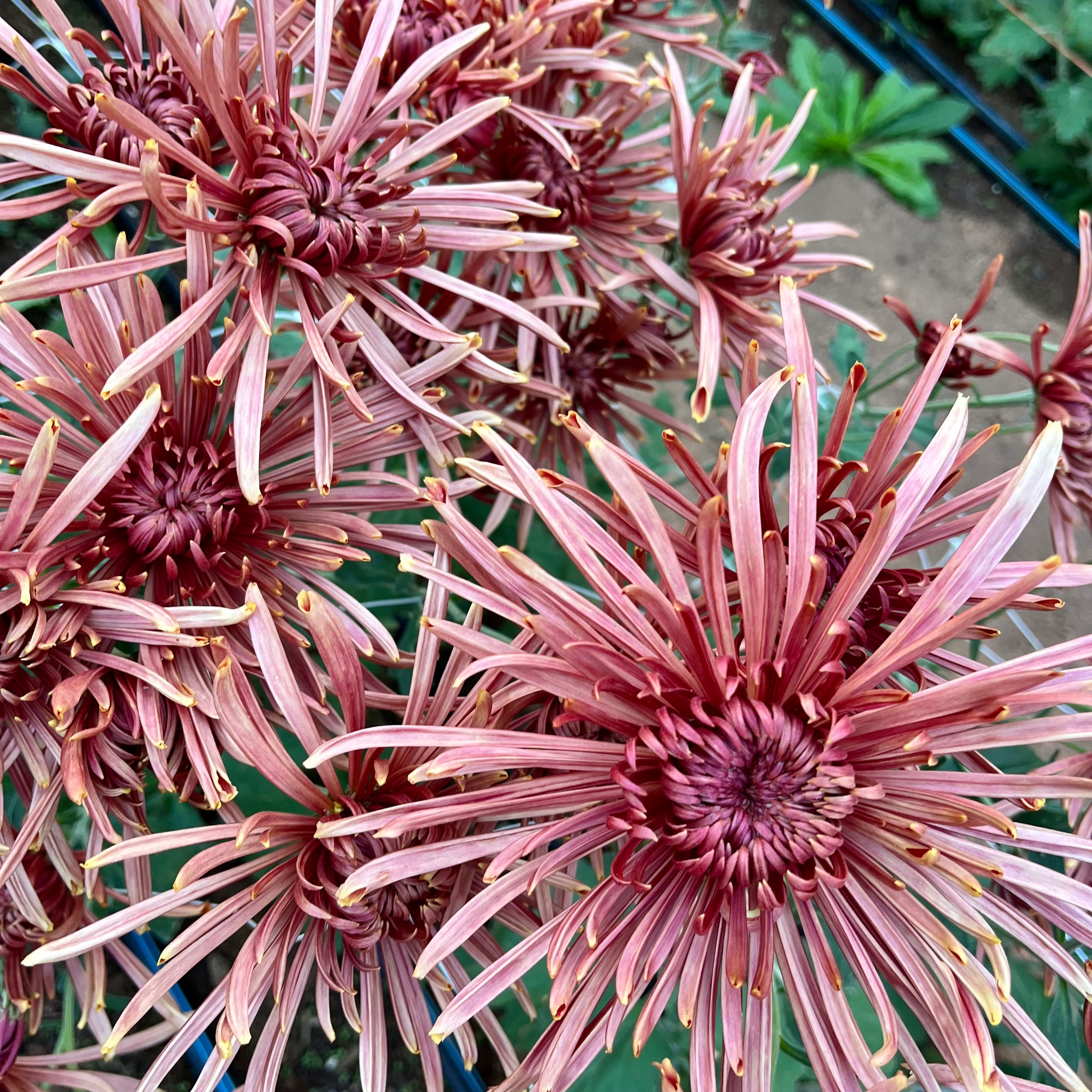 A close up of Seaton's Coffee heirloom chrysanthemums in a tunnel. Long lasting fall blooms. Great for disbud.