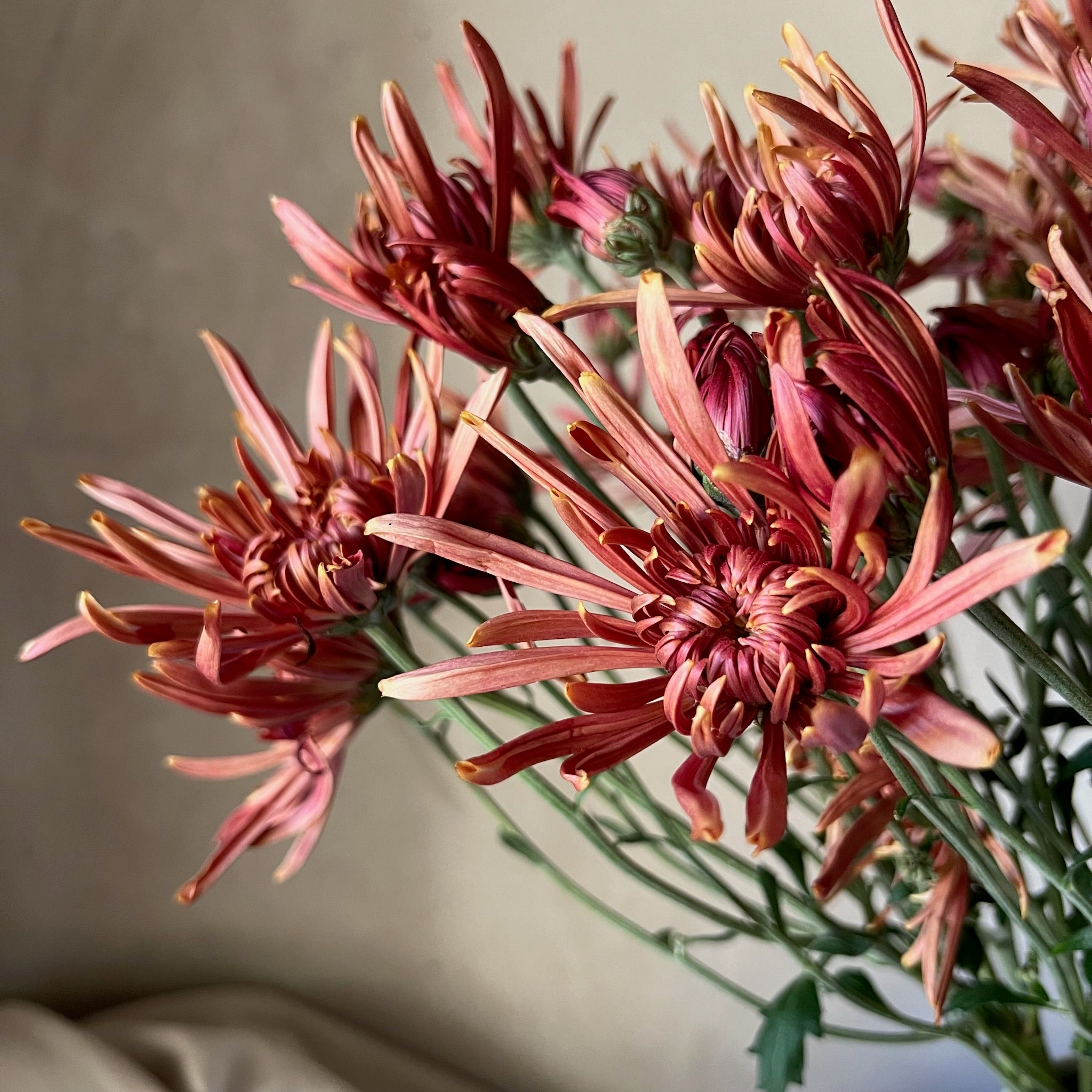 A close up of a single stem of Seaton's Coffee heirloom chrysanthemums  in a vase. Long lasting cut flowers. Great for disbud.