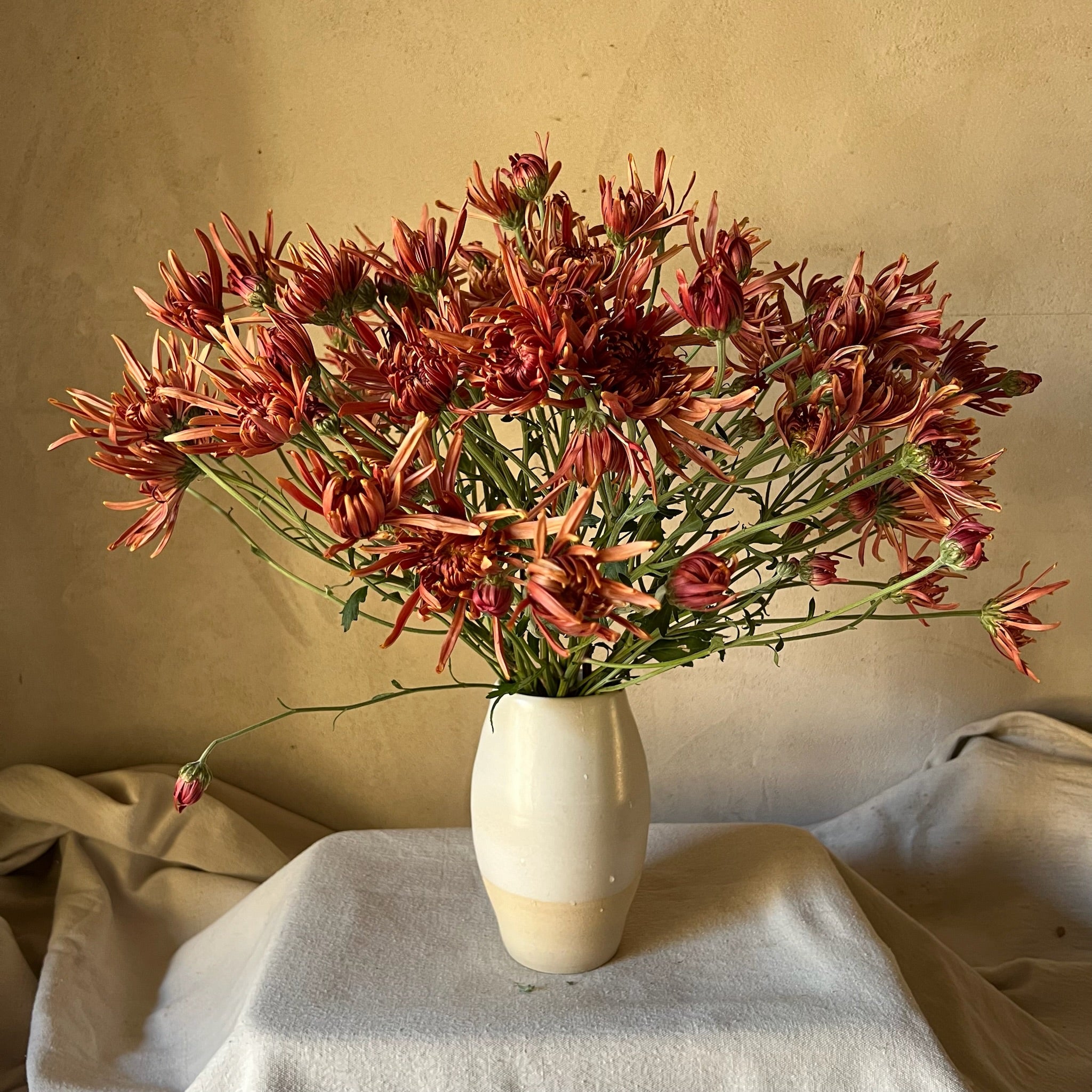 Seaton's Coffee heirloom chrysanthemums bouquet in a vase. Long lasting cut flowers. Great for disbud.