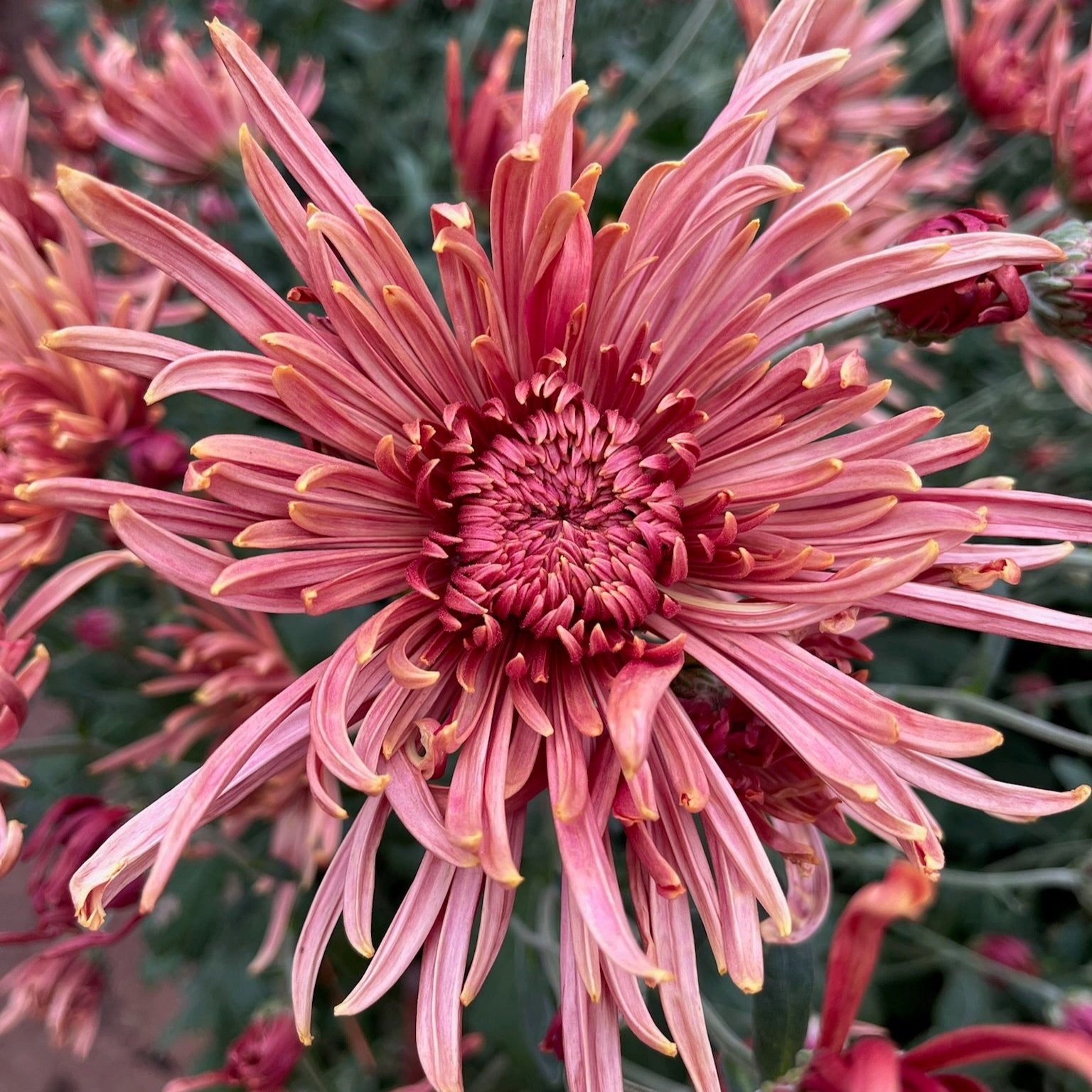 A close up of Seaton's Coffee heirloom chrysanthemums. Long lasting fall blooms. Great for disbud.