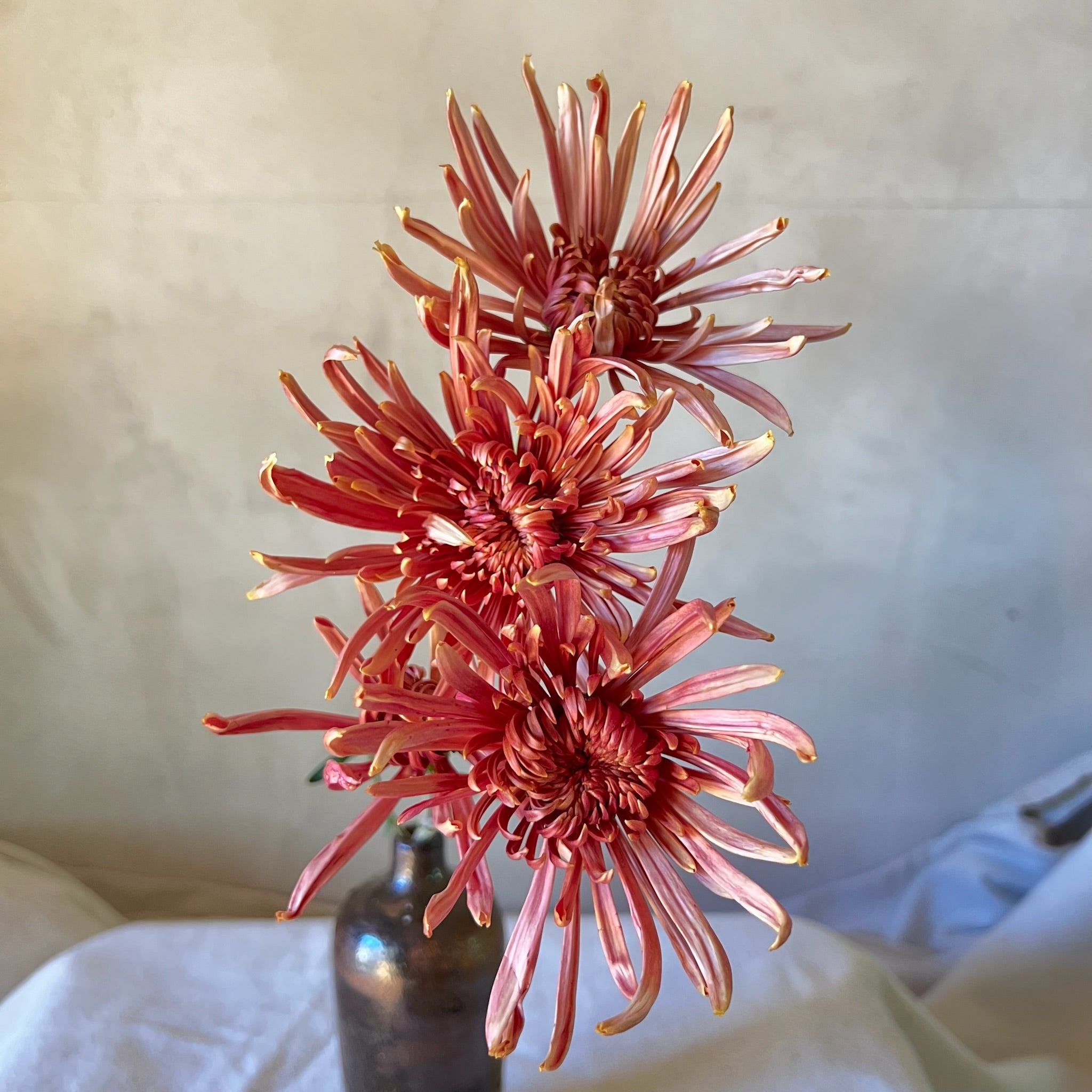 A single stem of Seaton's Coffee heirloom chrysanthemums in a vase. Long lasting cut flowers. Great for disbud.