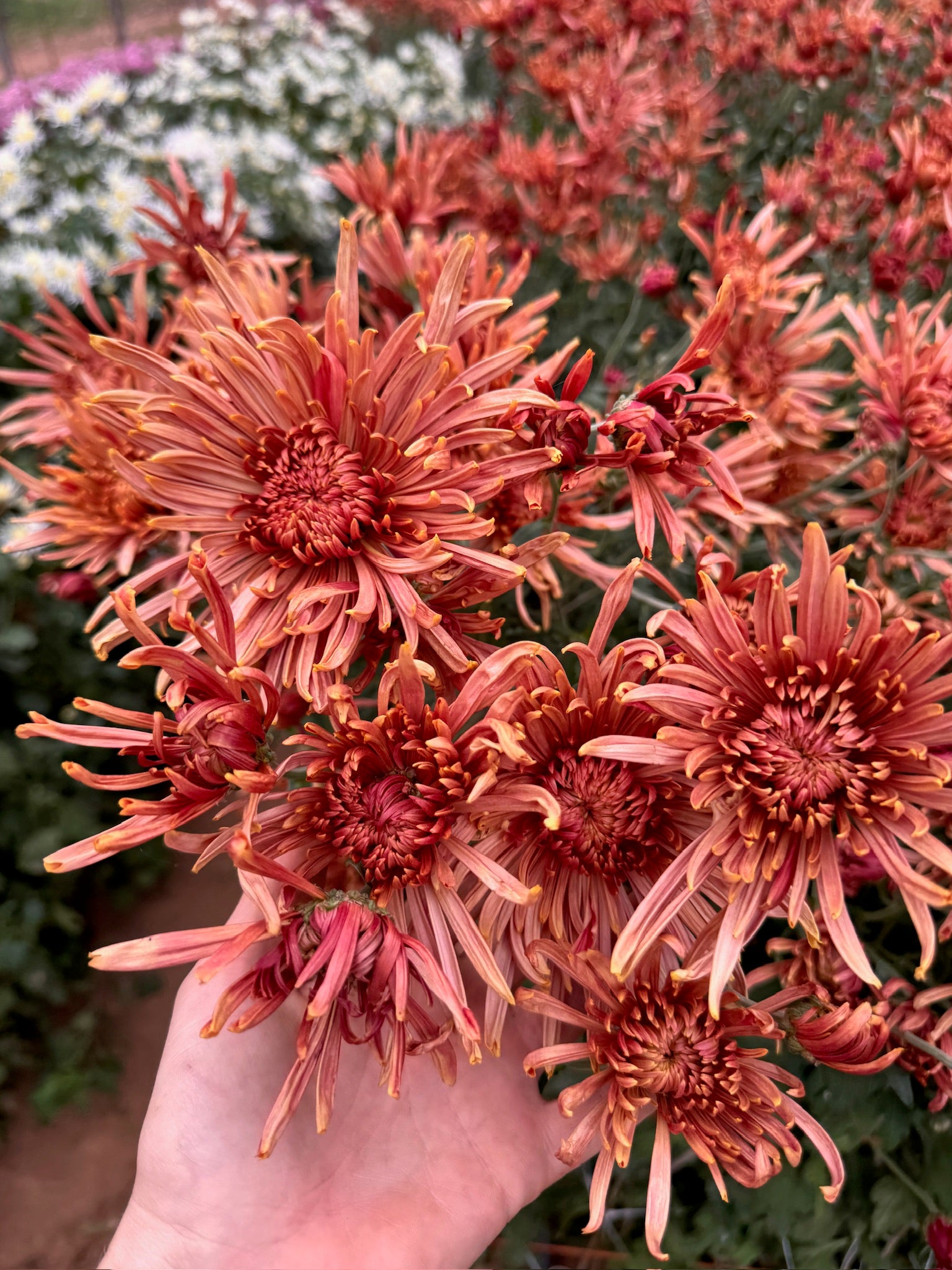 Seaton's Coffee heirloom chrysanthemums before harvest. Long lasting fall blooms. Great for disbud.