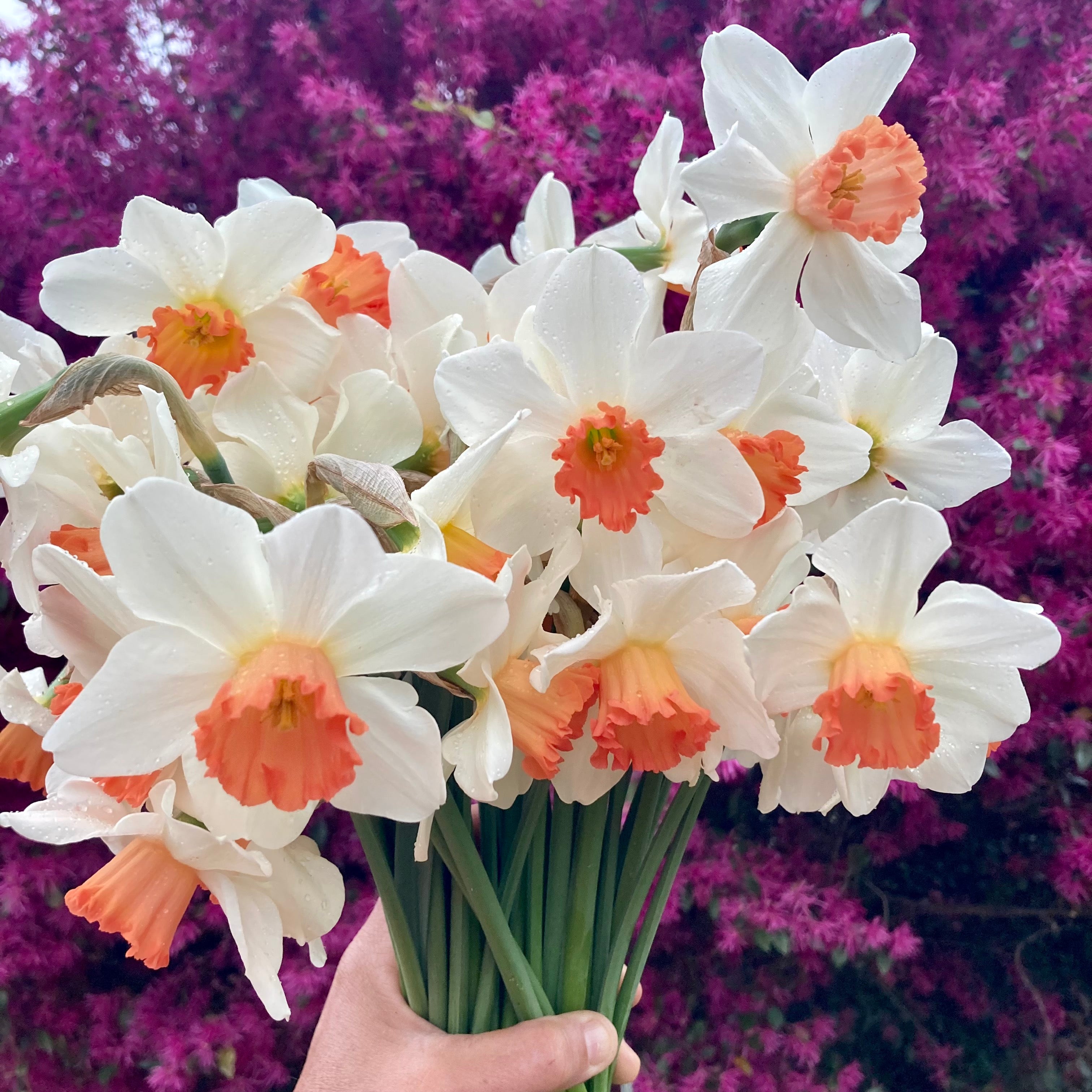 Fresh Cut Flowers Shipped || Daffodil Mix