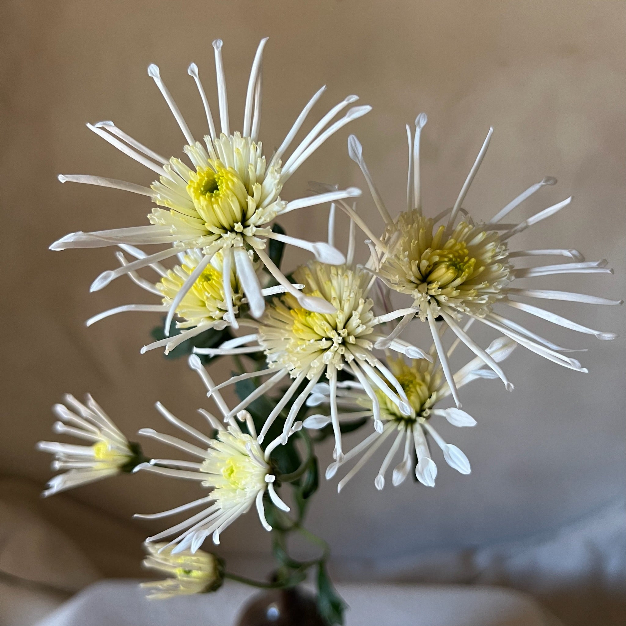 A close up of a single stem of Vesuvio heirloom chrysanthemums. Long lasting cut flowers. Great for container gardening.