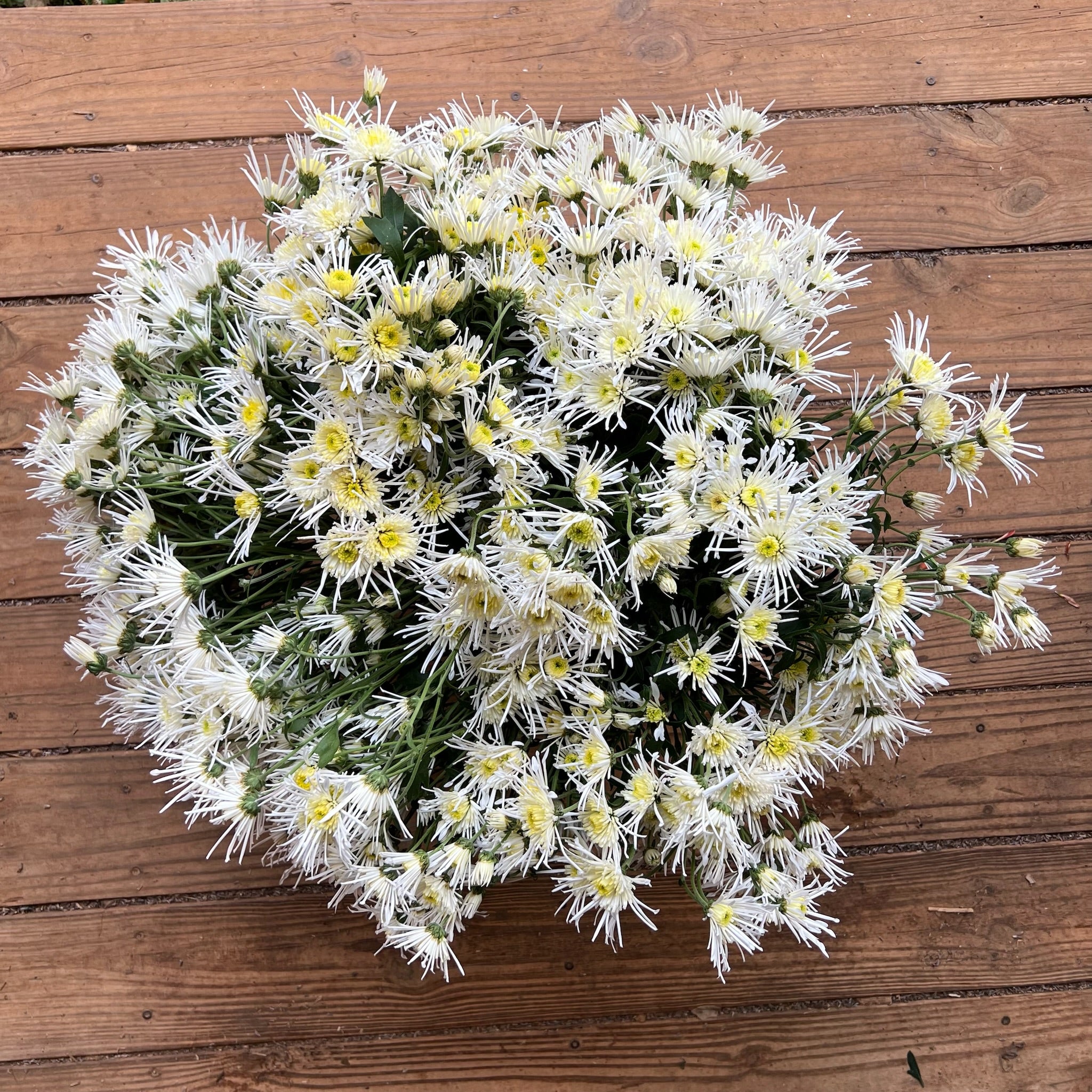 A bucket of Vesuvio heirloom chrysanthemums. Long lasting cut flowers. Blooms in the fall.