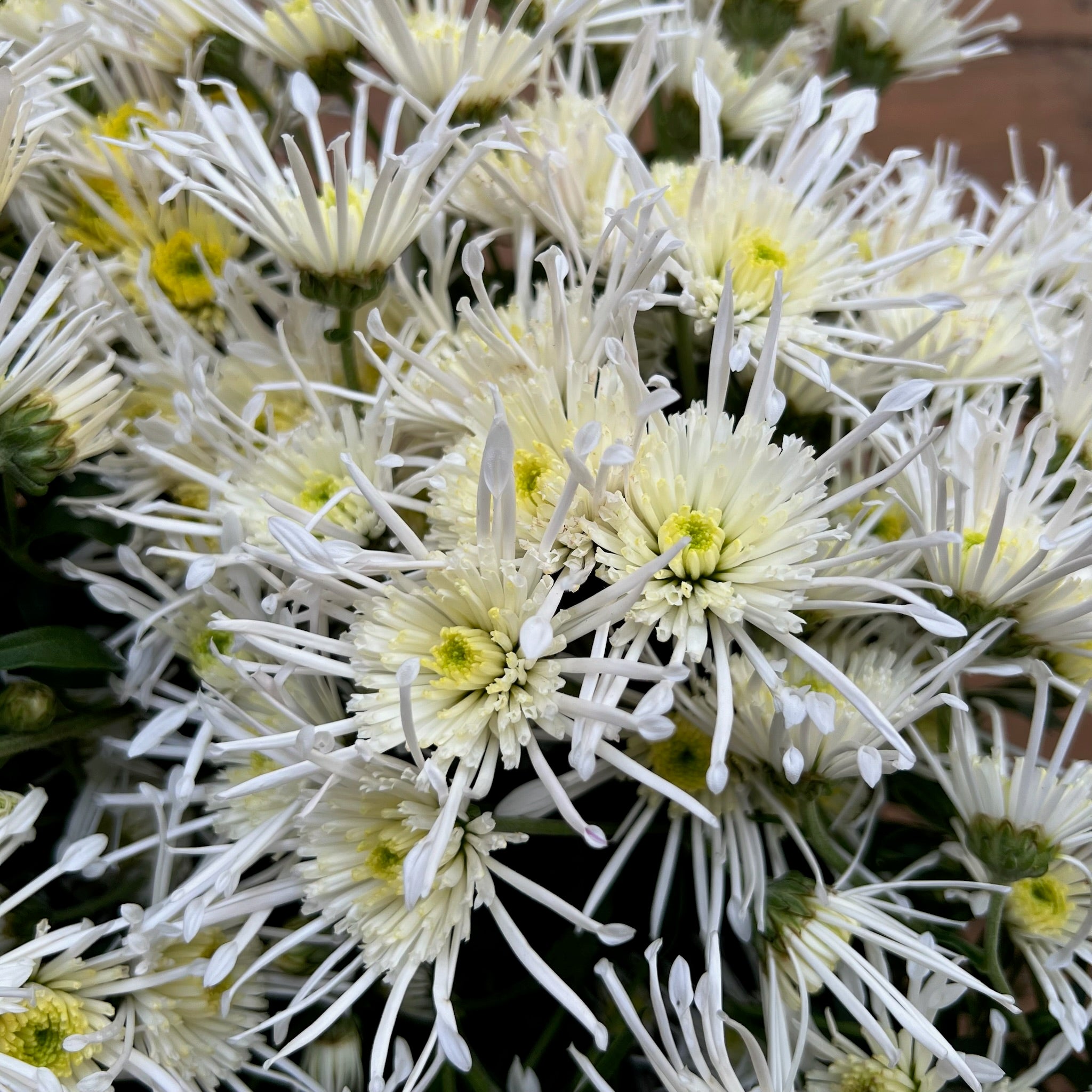 A close up of Vesuvio heirloom chrysanthemums. Long lasting fall blooms. Great for container gardening.