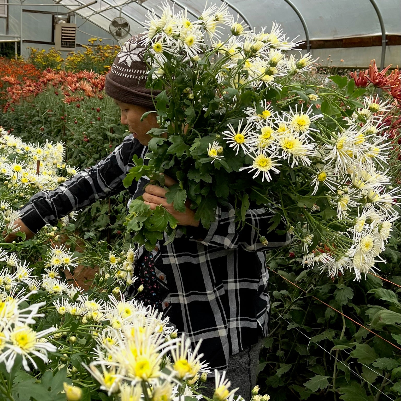 Vesuvio heirloom chrysanthemums being harvested in a tunnel. Long lasting fall blooms. Great for container gardening.