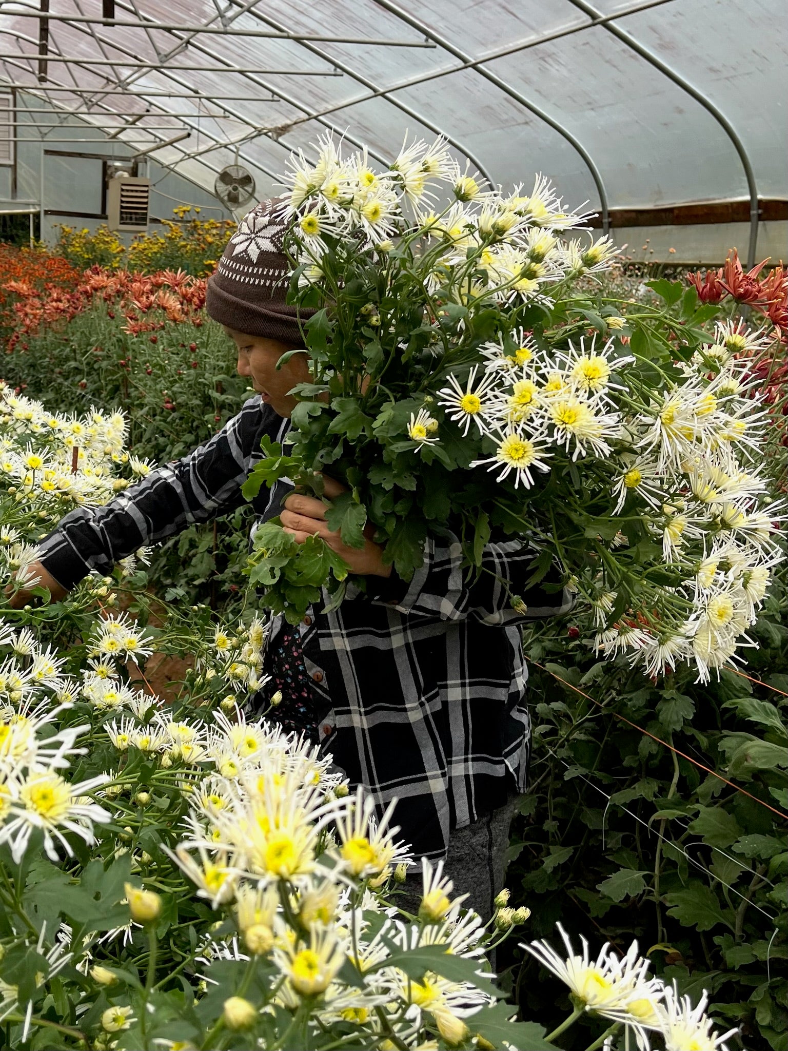 Vesuvio heirloom chrysanthemums being harvested in a tunnel. Long lasting fall blooms. Great for container gardening.