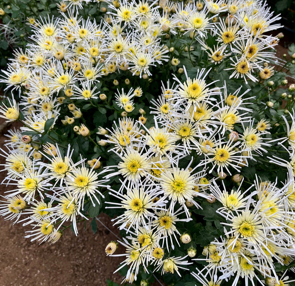 Vesuvio heirloom chrysanthemums in a tunnel. Long lasting fall blooms. Great for container gardening.