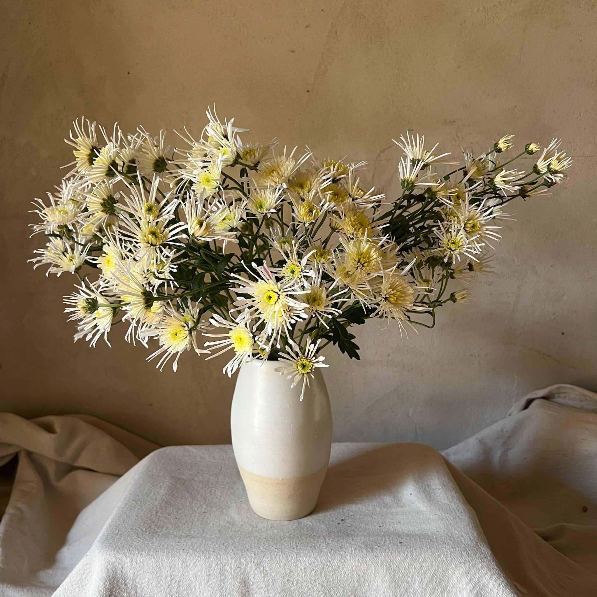 A bouquet of Vesuvio heirloom chrysanthemums. Long lasting cut flowers. Great for container gardening.
