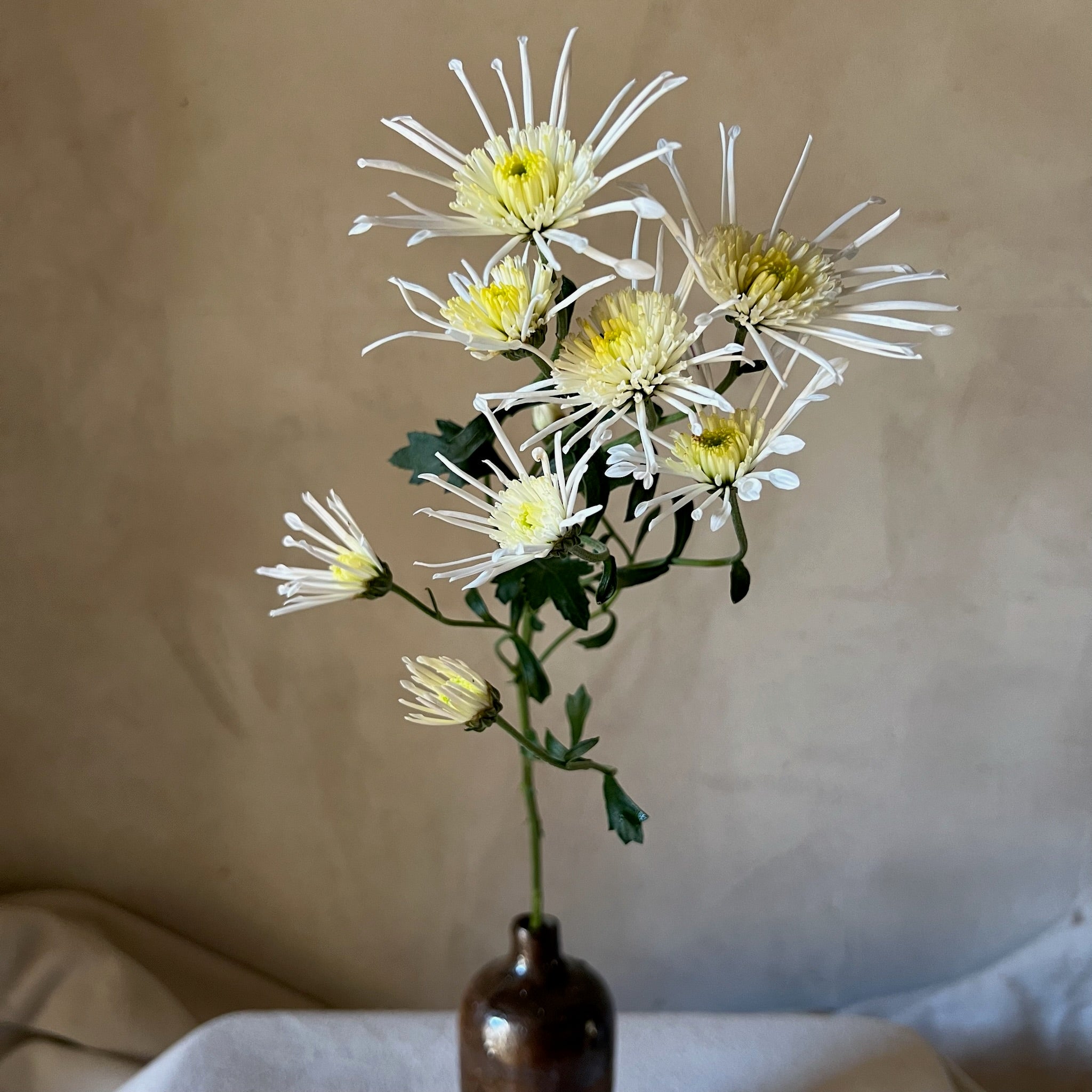 A single stem of Vesuvio heirloom chrysanthemum. White starburst flowers. Multiple blooms per stem.