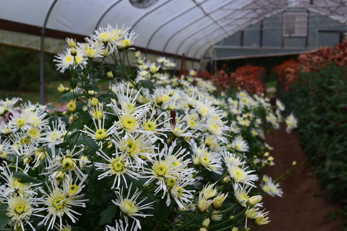 Vesuvio heirloom chrysanthemums in a tunnel before harvest. Long lasting fall blooms. Great for container gardening.