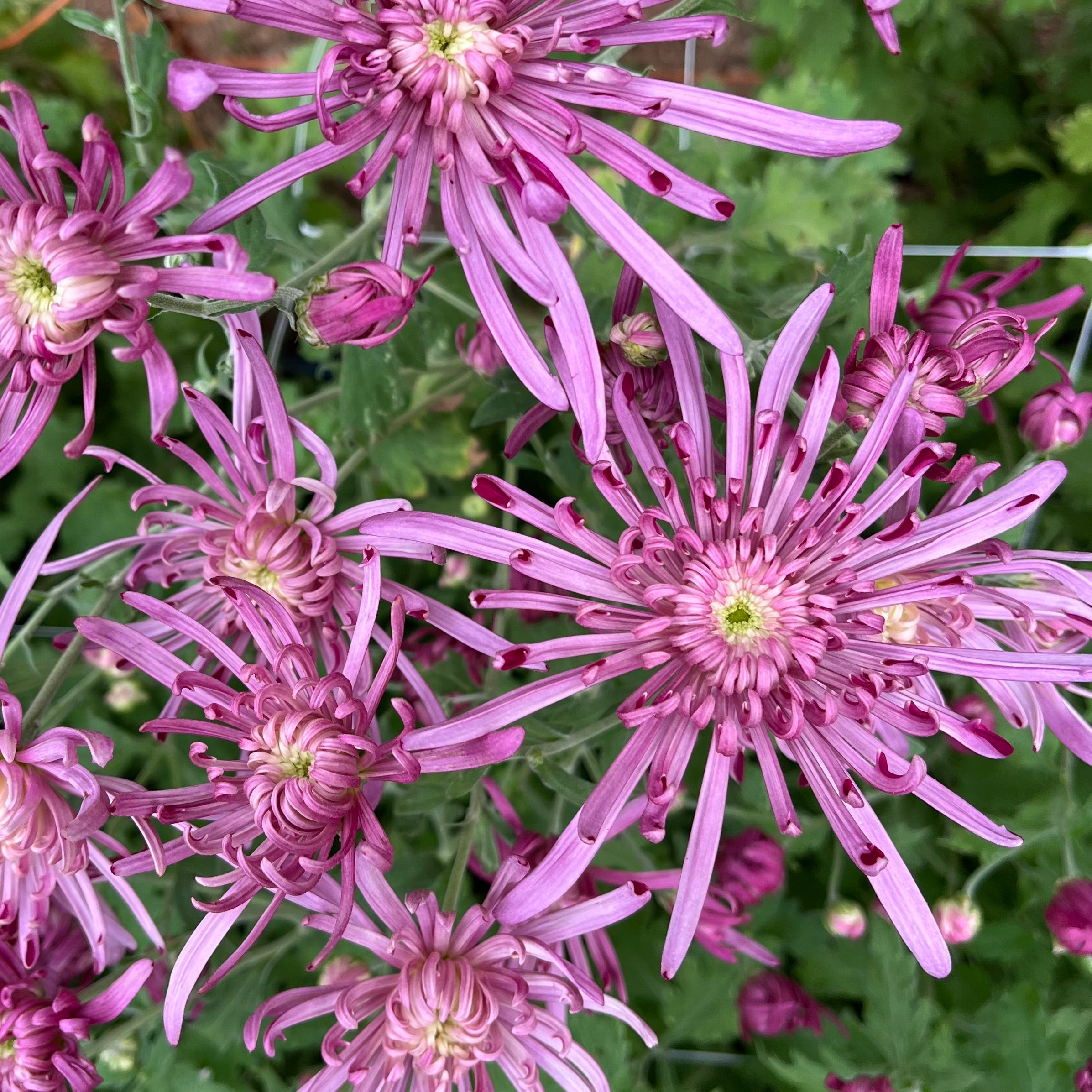 A close up of Vienna Waltz heirloom chrysanthemums. Long lasting fall blooms. 