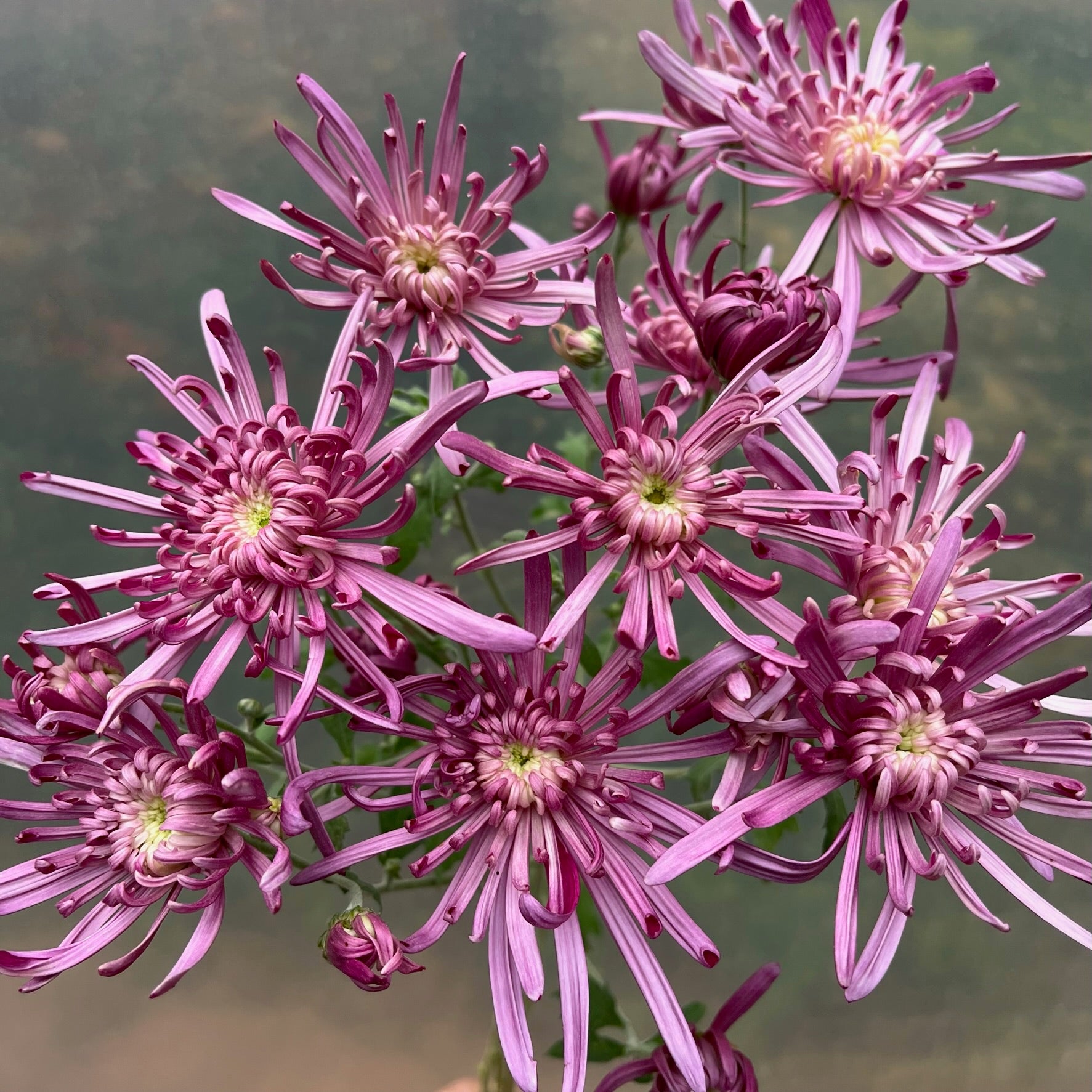 A close up of Vienna Waltz heirloom chrysanthemums. Long lasting fall blooms. 