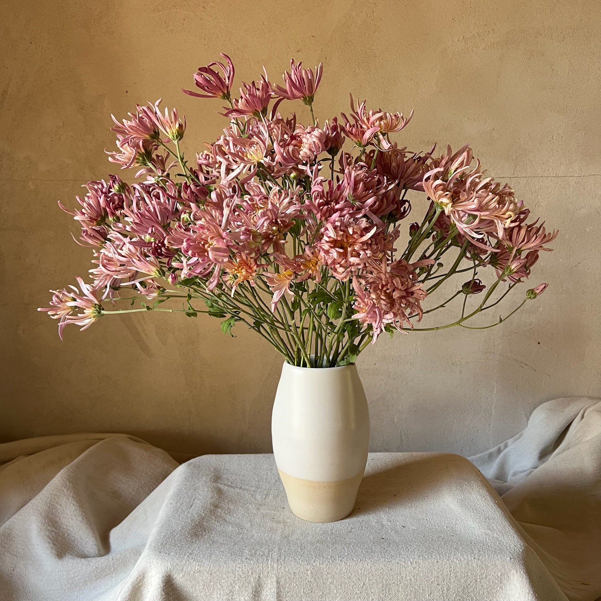 A bouquet of pink Vienna Waltz heirloom chrysanthemums in a white vase. Long lasting cut flowers. 