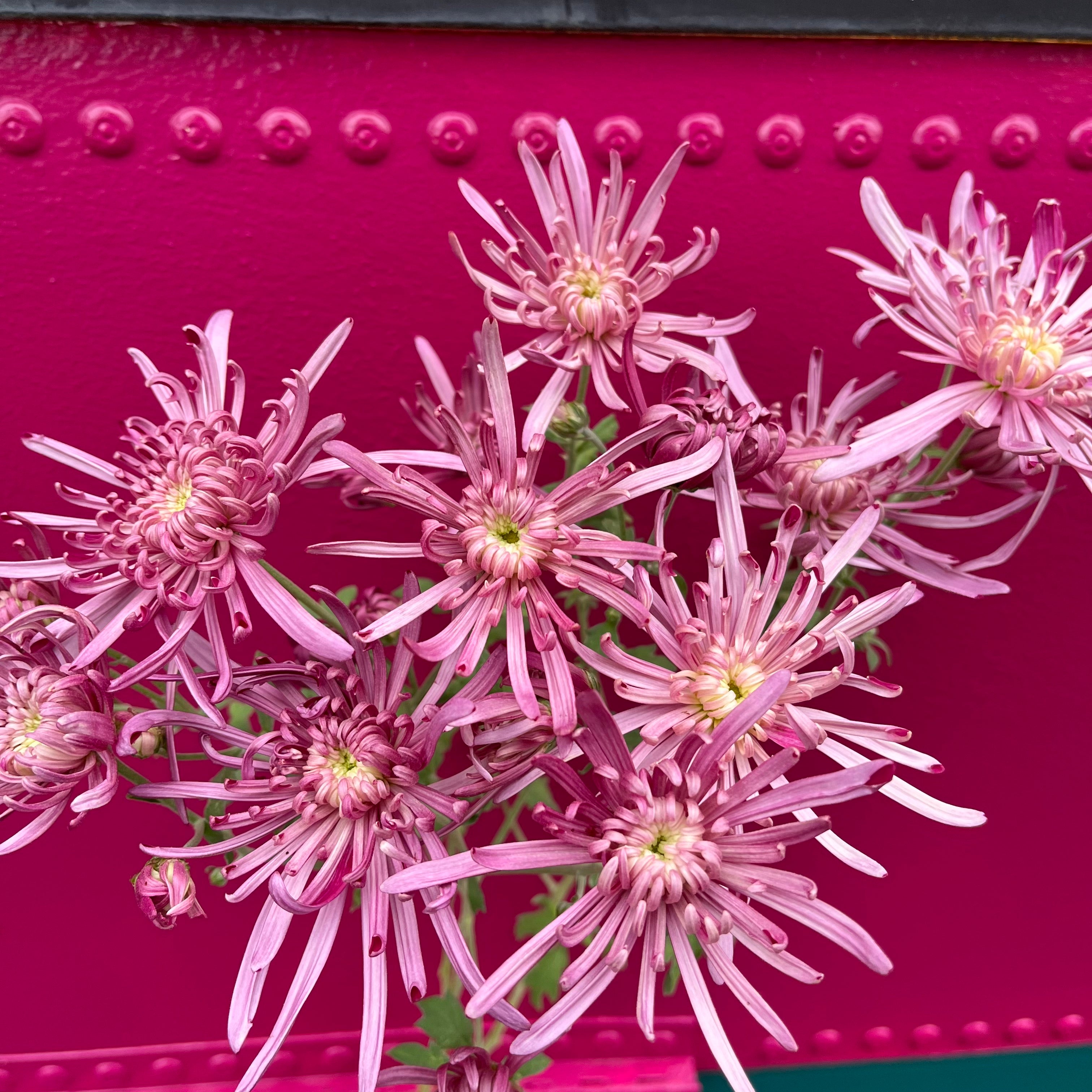 Pink Vienna Waltz heirloom chrysanthemums against a pink background. Long lasting fall blooms. 