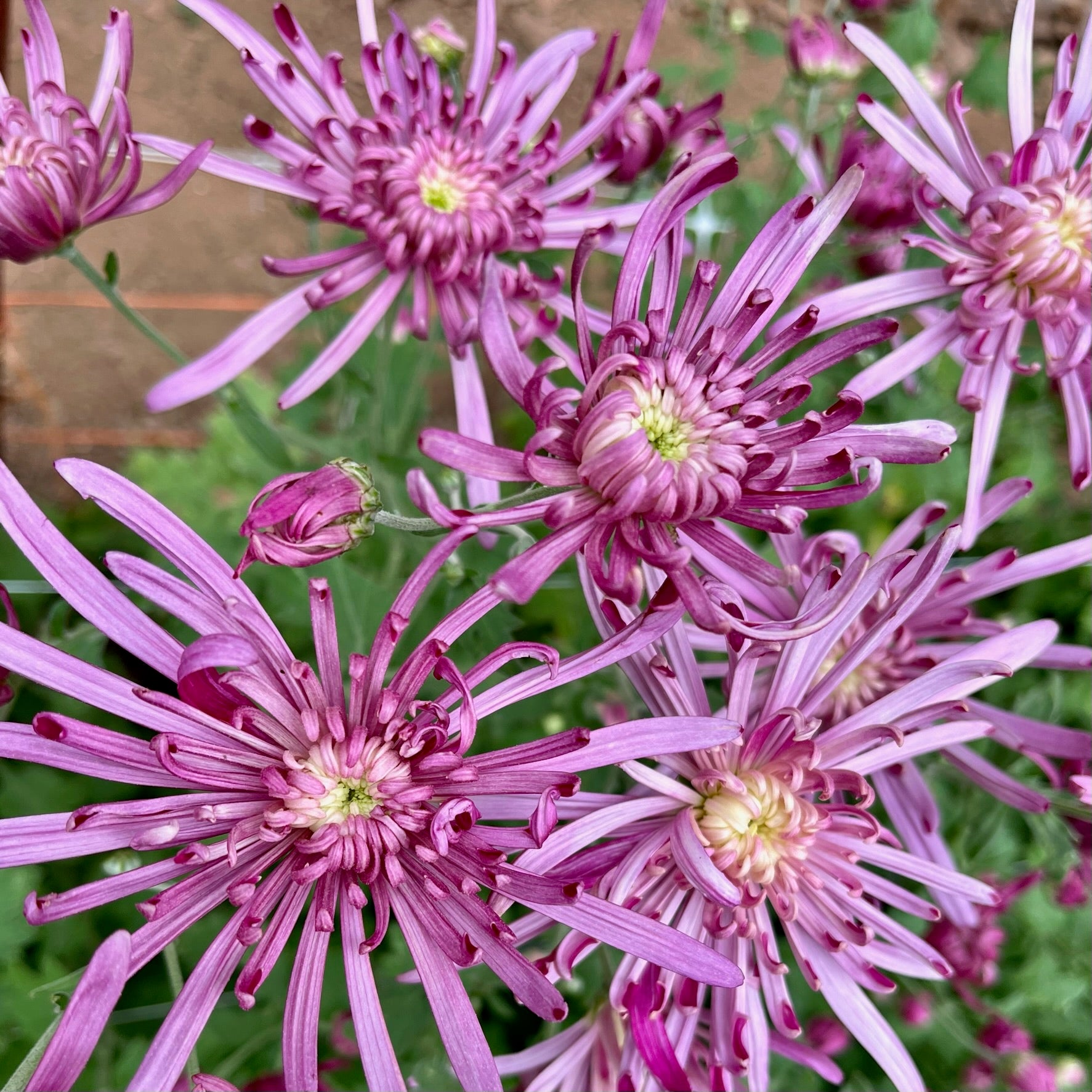 A close up o pink Vienna Waltz heirloom chrysanthemums. Long lasting cut flowers. Blooms in the fall.