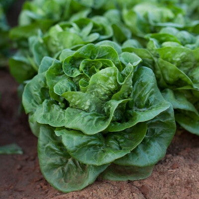 Lettuce 'Bambi'