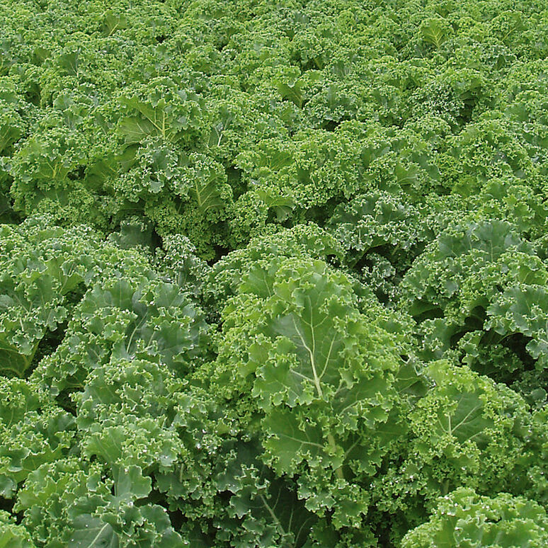 Kale 'Winterbor'