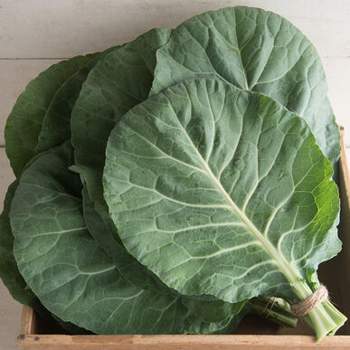 Collards 'Flash'