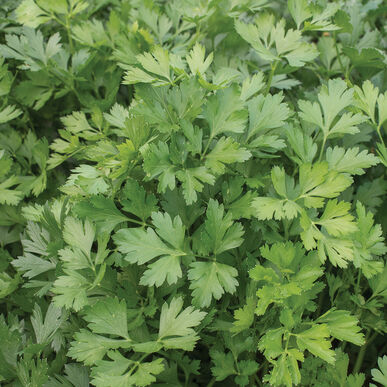 Herbs || Parsley 'Giant of Italy'