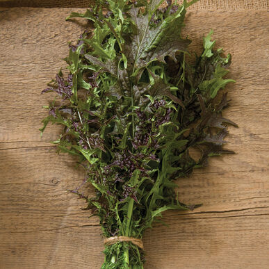 Mustard Greens 'Red Giant'