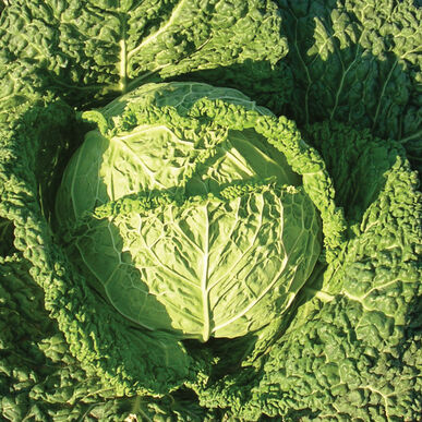 Cabbage 'Famosa'