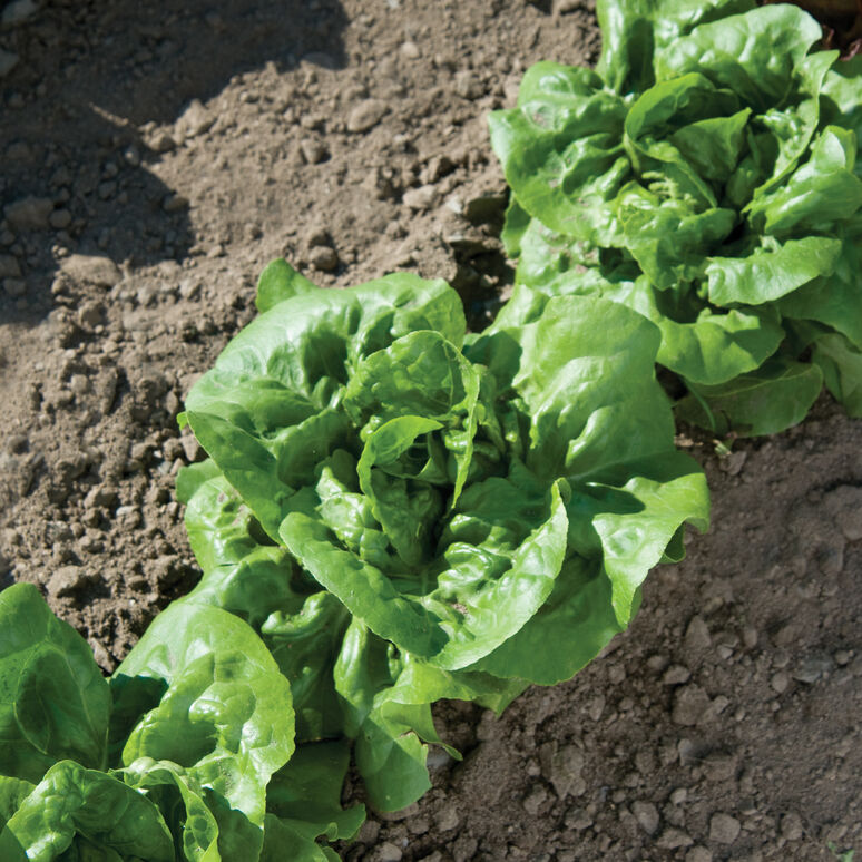 Lettuce 'Buttercrunch'