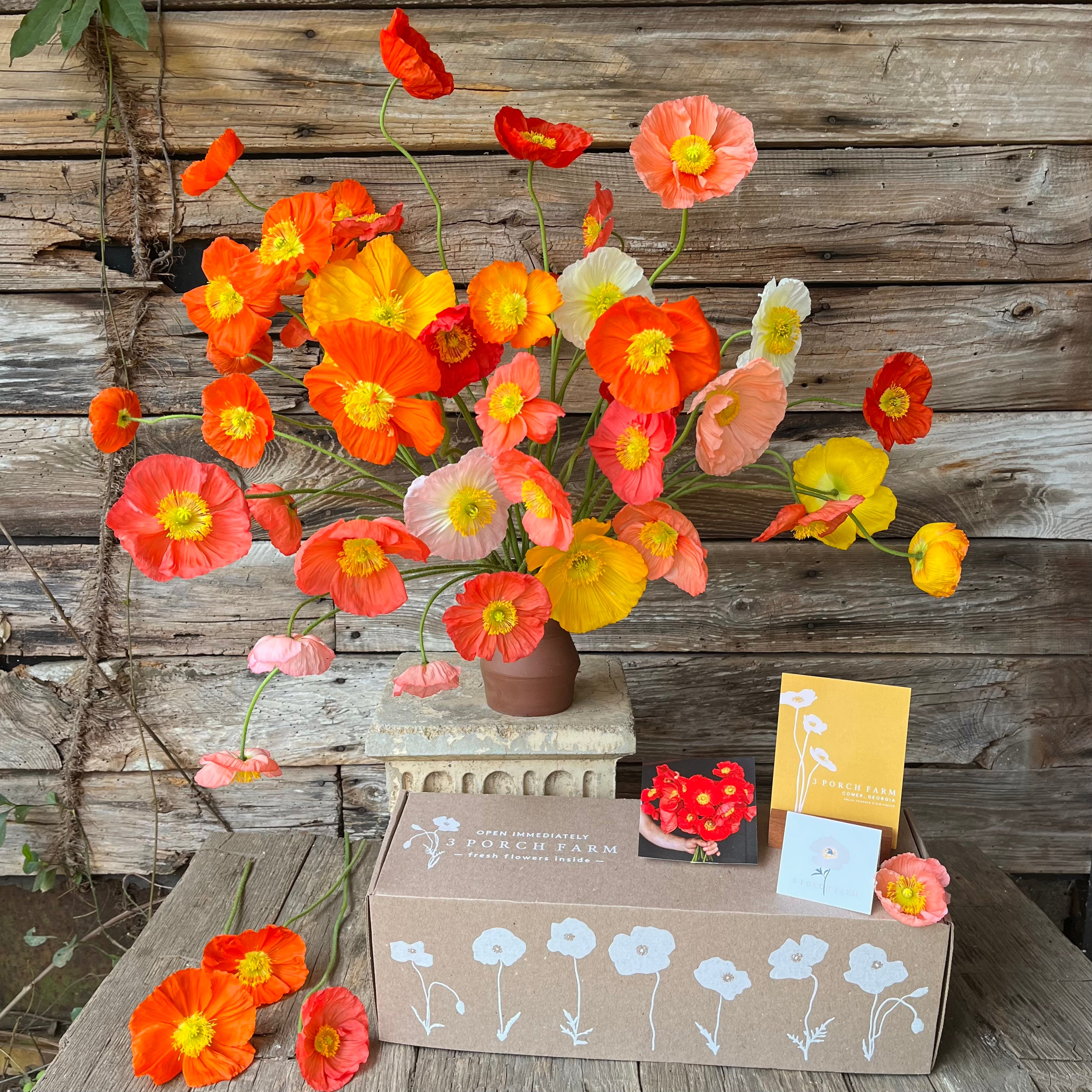 * Send a GIFT BOX * || Icelandic Poppies!