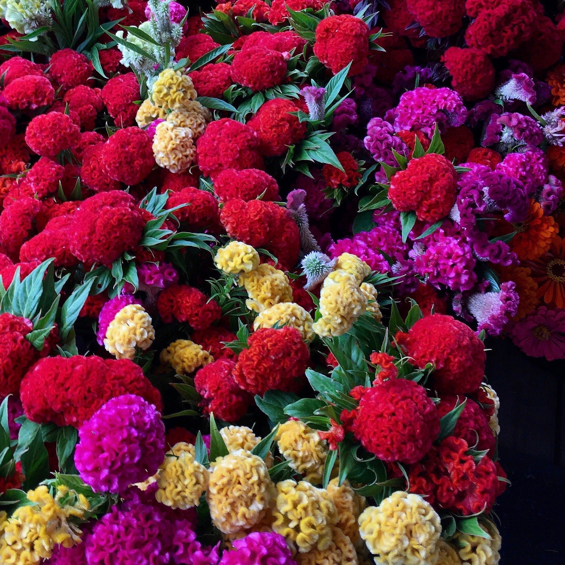 Celosia 'Chief Mix' Seeds