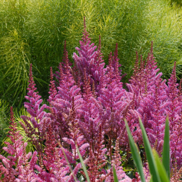 Astilbe 'Maggie Daley'