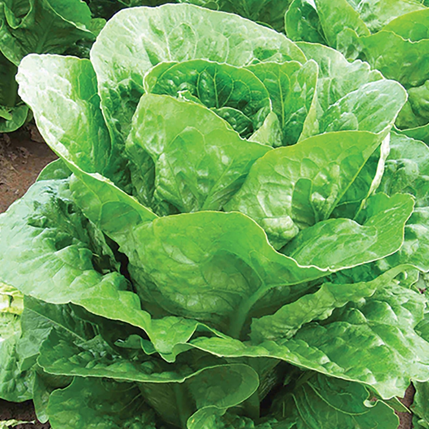 Romaine Lettuce 'Bluerock'