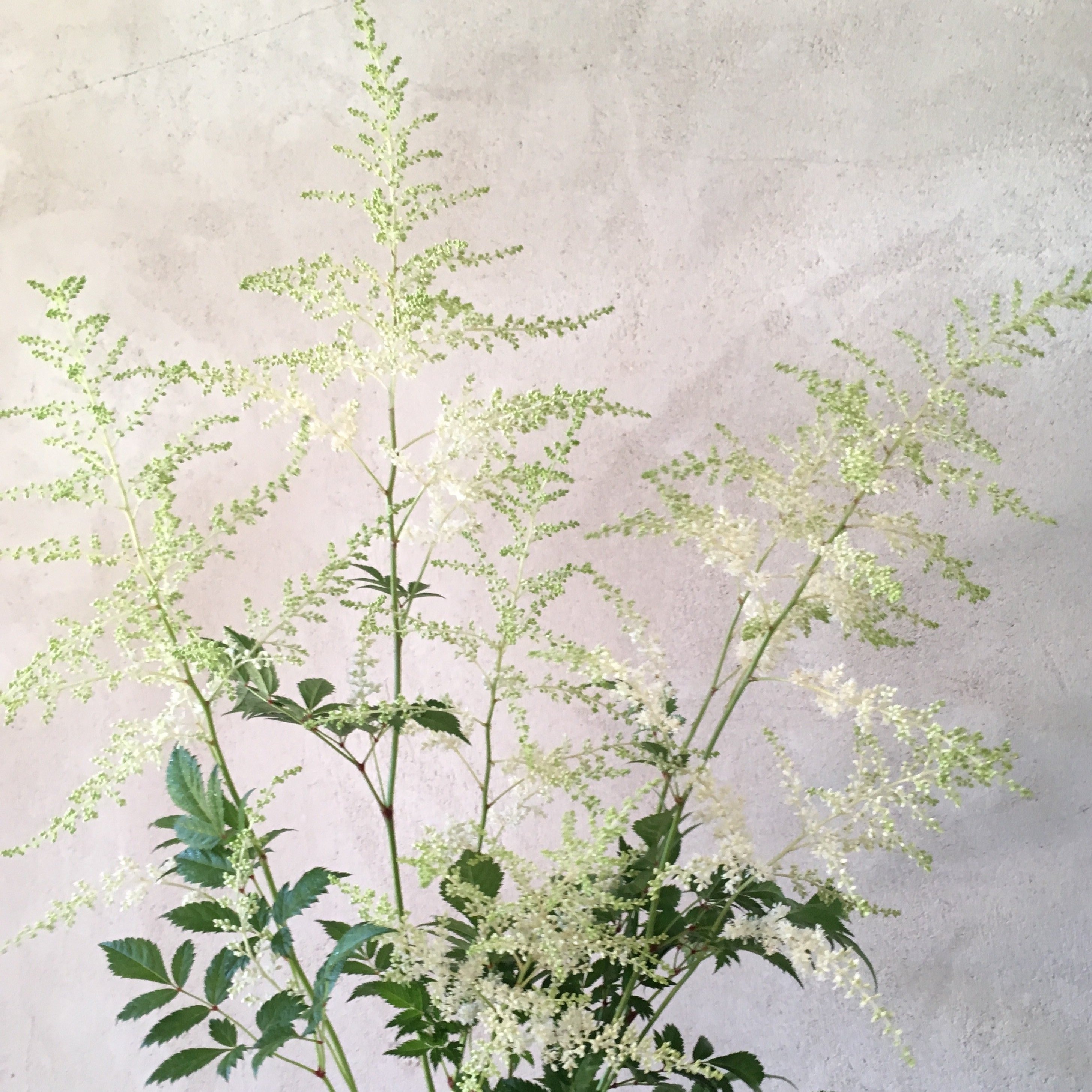 Astilbe 'Bridal Veil'