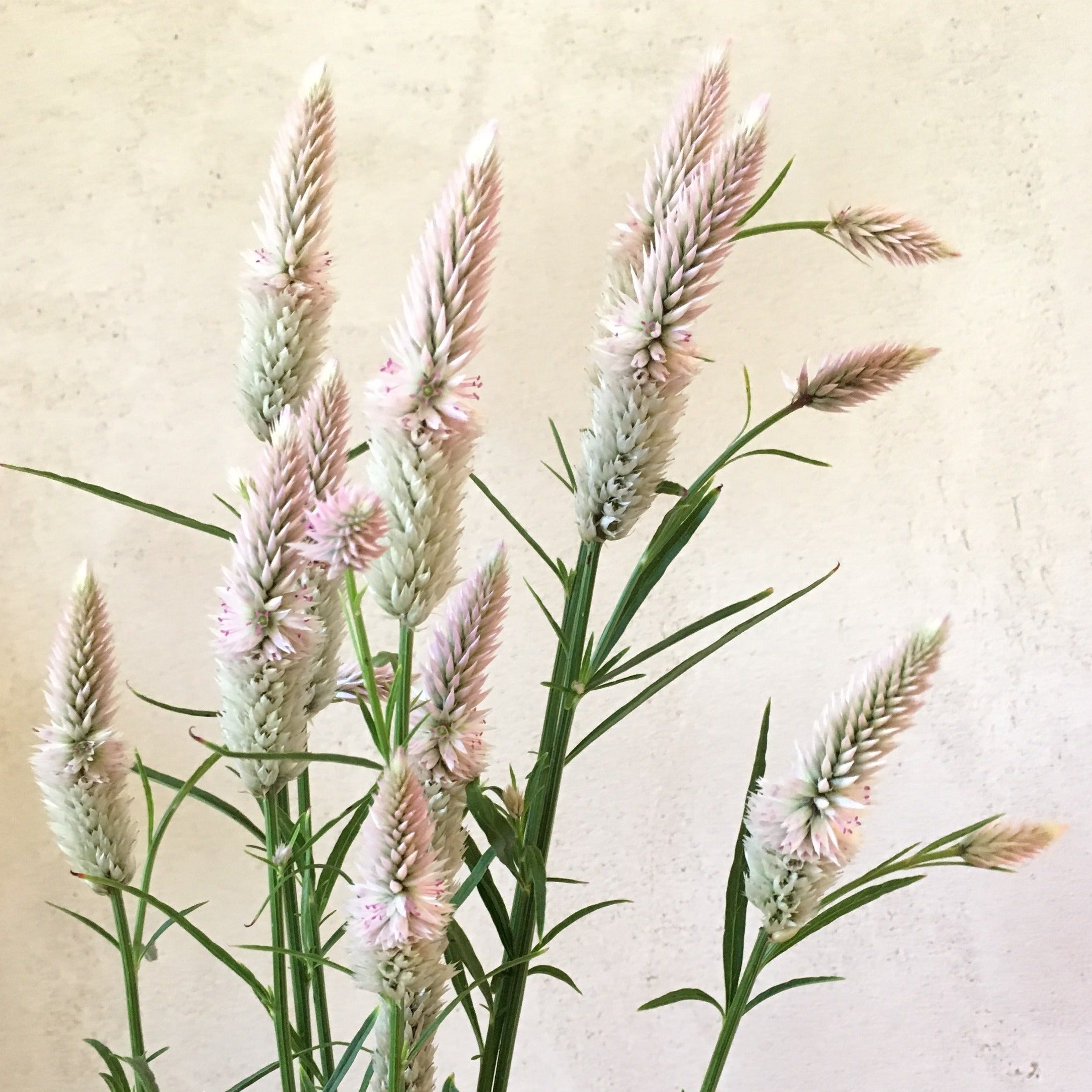 Celosia 'Flamingo Feather' Seeds