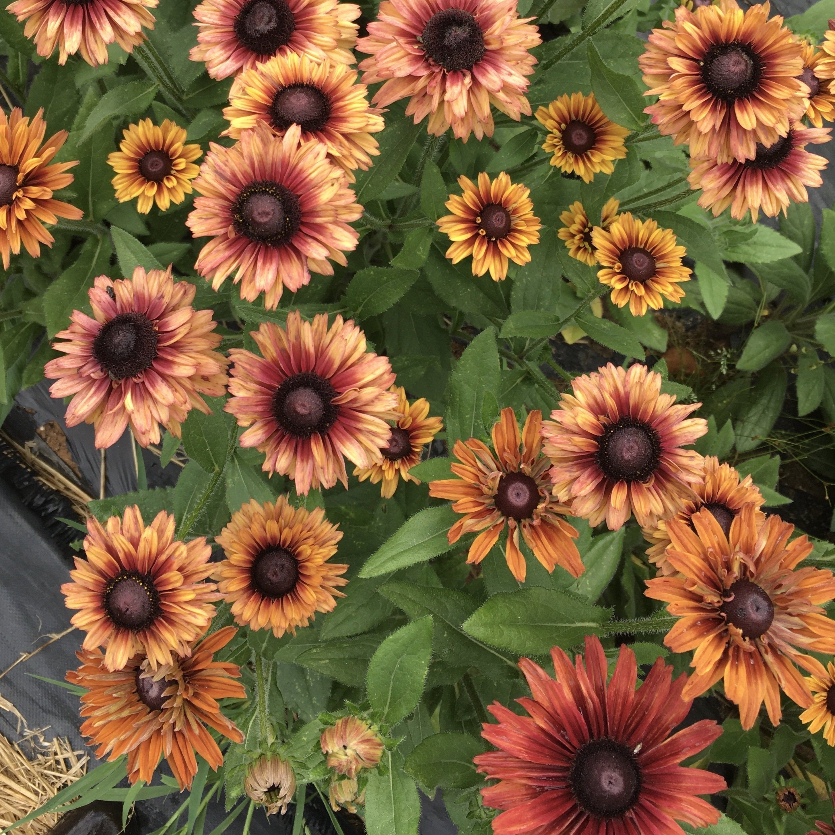 Rudbeckia 'Sahara' Seeds