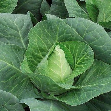 Cabbage 'Caraflex'