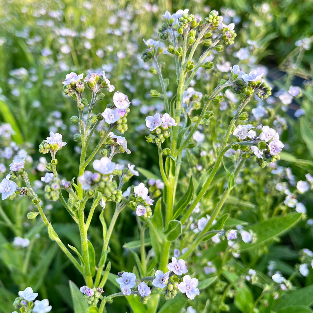 Forget-Me-Not 'Ms. Marilyn' Seeds - Bred by 3 Porch Farm !