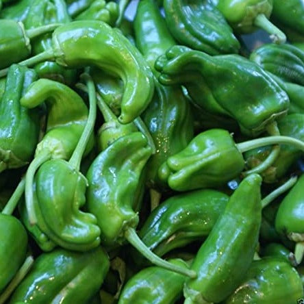 Mild/Hot Pepper || Padron