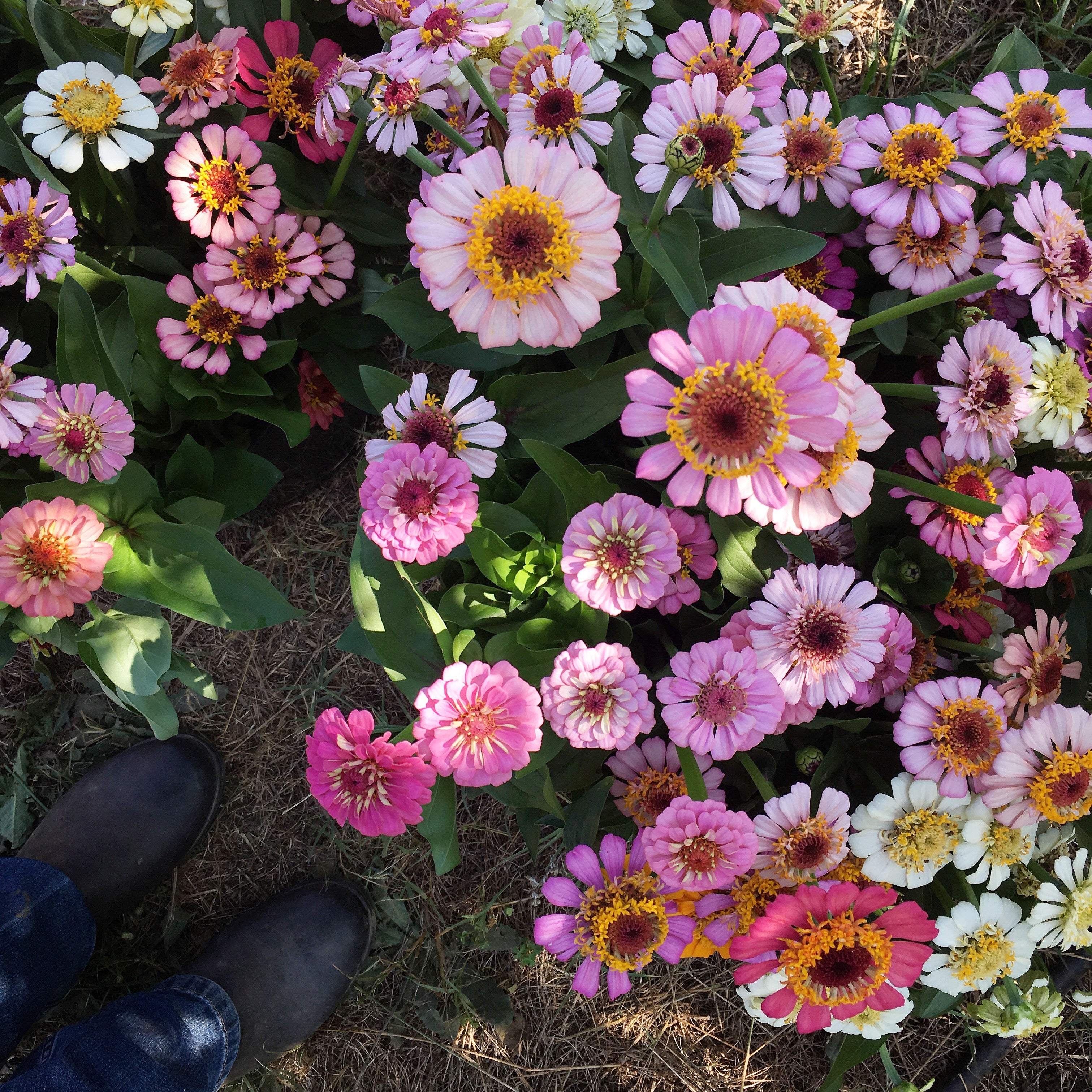 Zinnia 'Zinderella Mix' Seeds