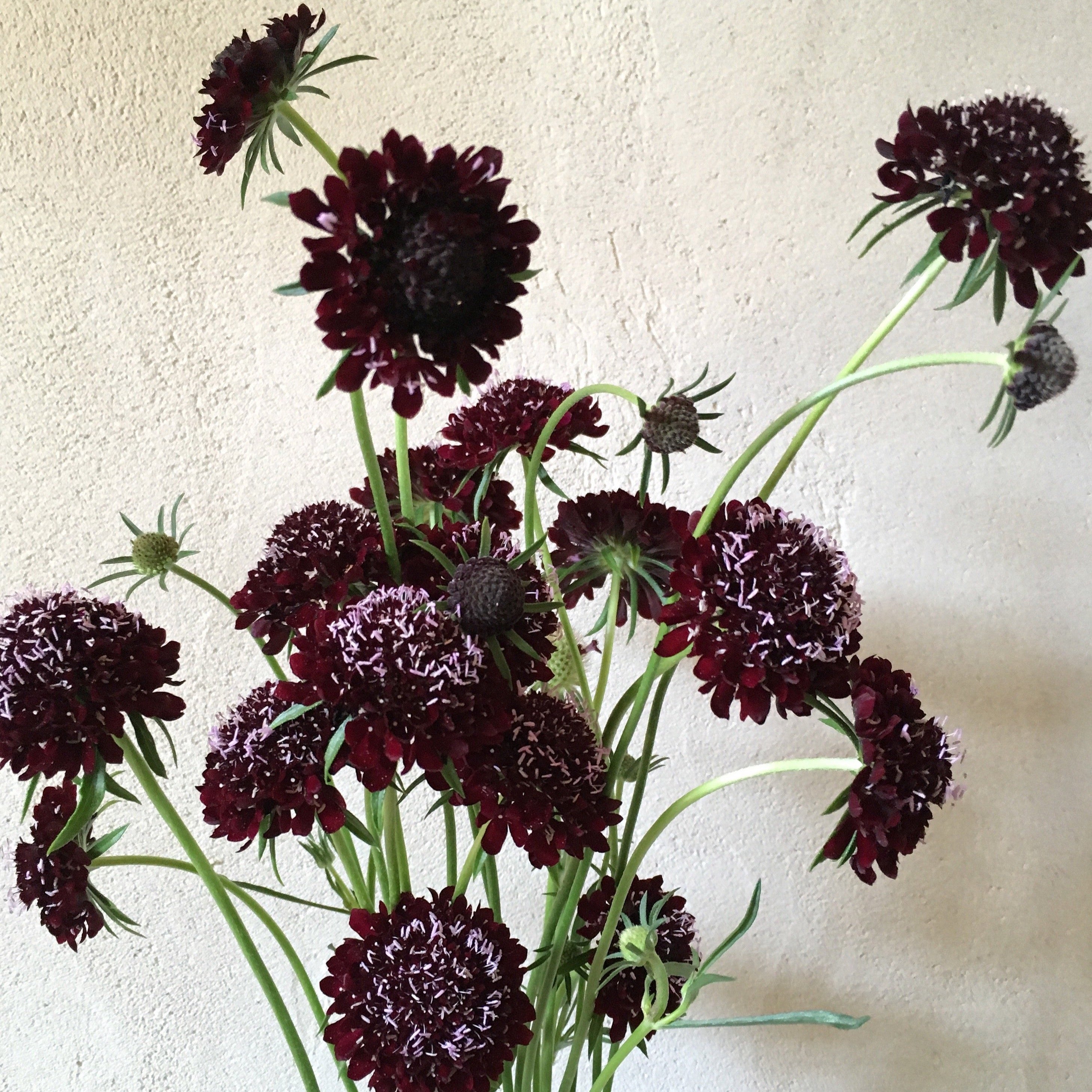 Scabiosa 'Black Knight' Seeds