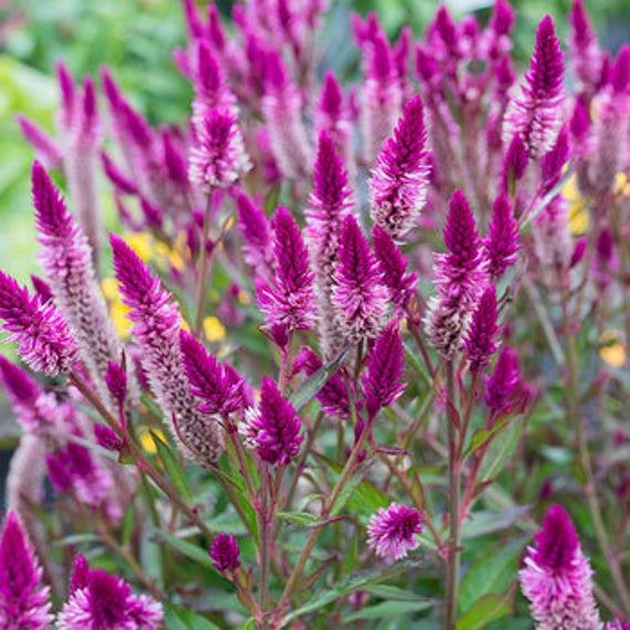 Celosia 'Flamingo Feather Purple' Seeds