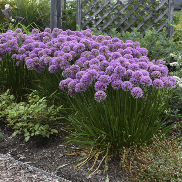 Ornamental Onion 'Millenium'