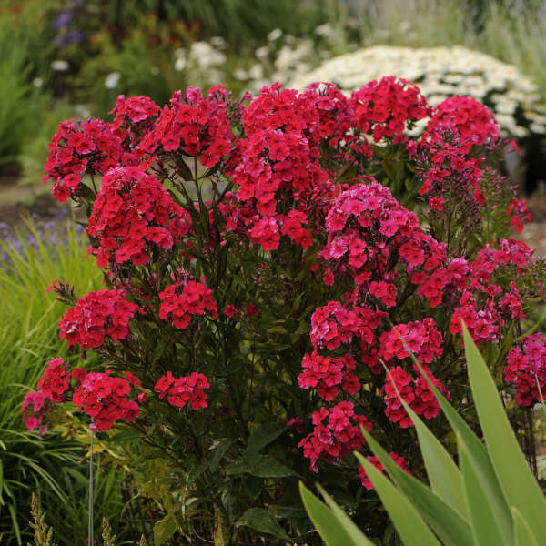 Phlox ‘Red Riding Hood’