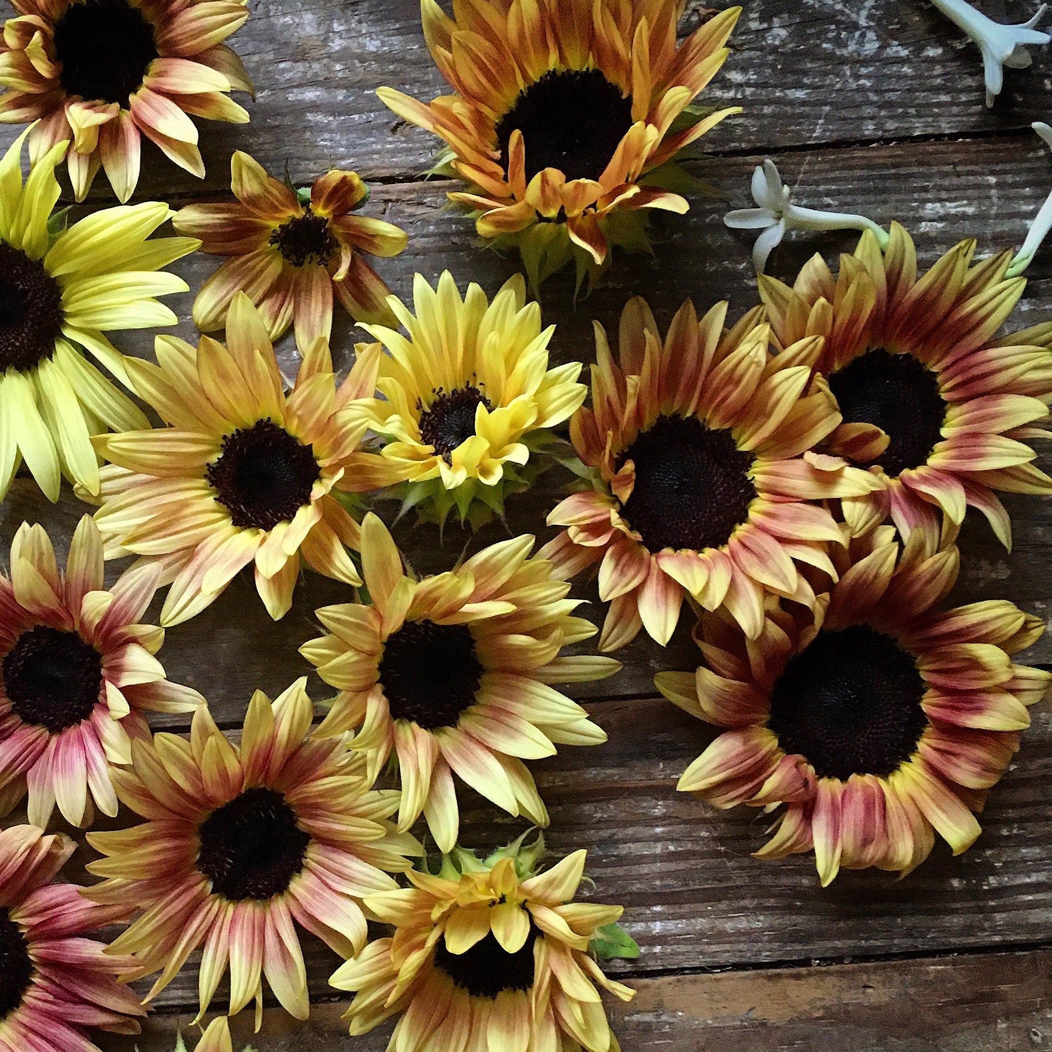 Sunflower 'Ruby Eclipse' Seeds – 3 Porch Farm