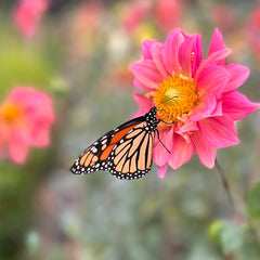 Dahlia '3 Porch Mix' Seeds