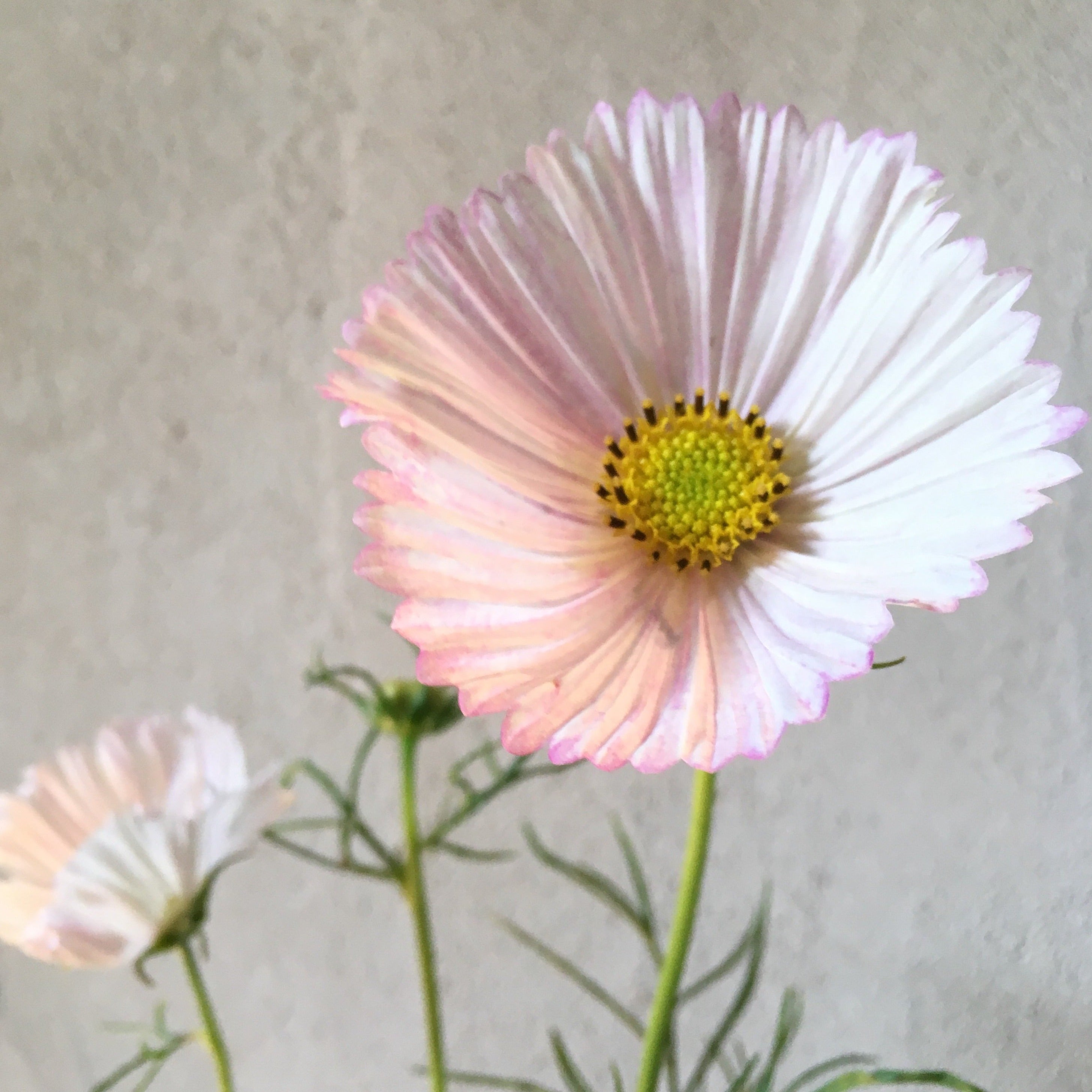 cup and saucer flower seeds Cosmos 'Cup & Saucer Pastel Mix' Seeds – 3 Porch Farm