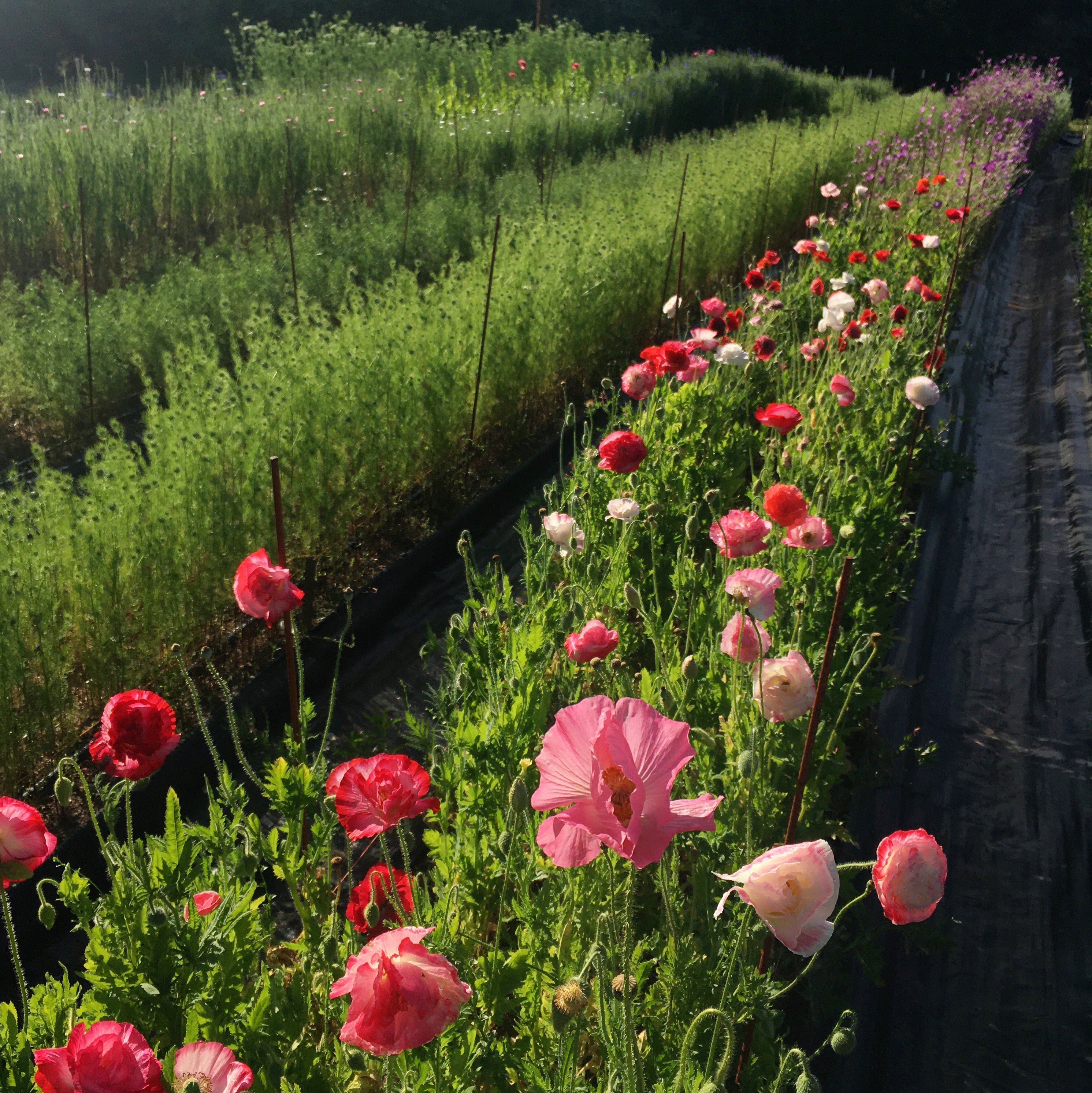 planting poppy seeds in fall Poppy 'Falling in Love' Seeds – 3 Porch Farm