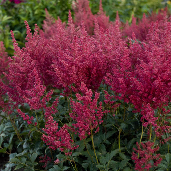 Astilbe 'Montgomery'